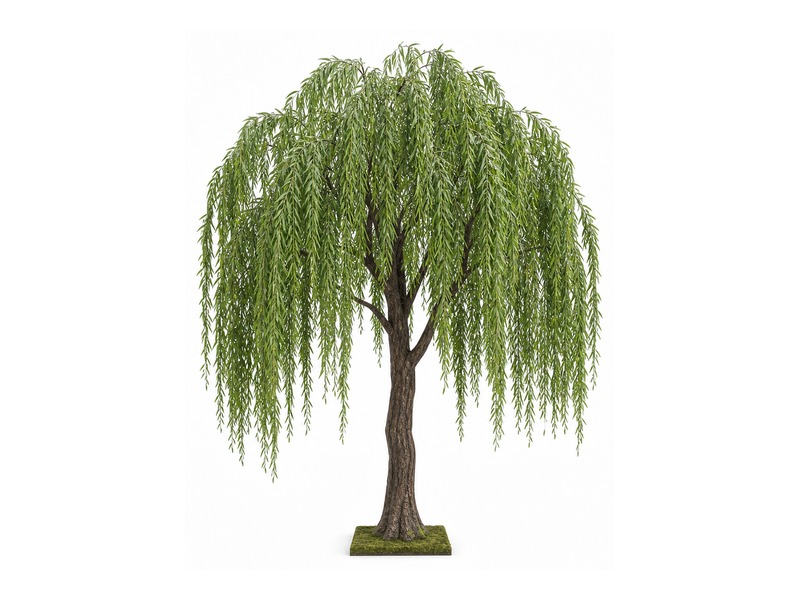 Weeping willow tree