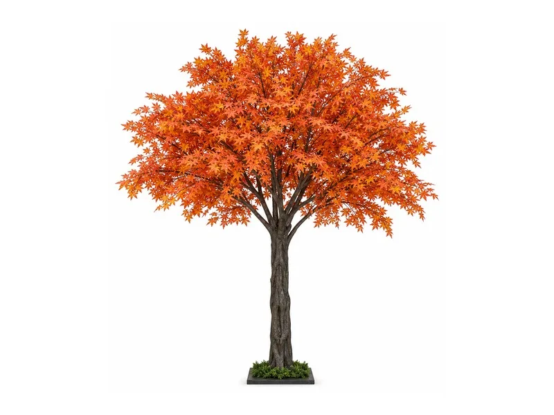 Autumn Maple