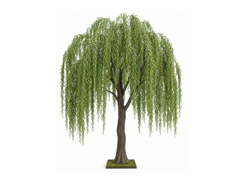 Weeping Willow