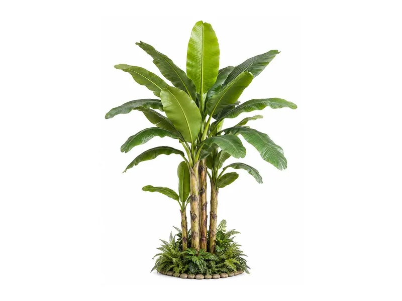 Banana Tree