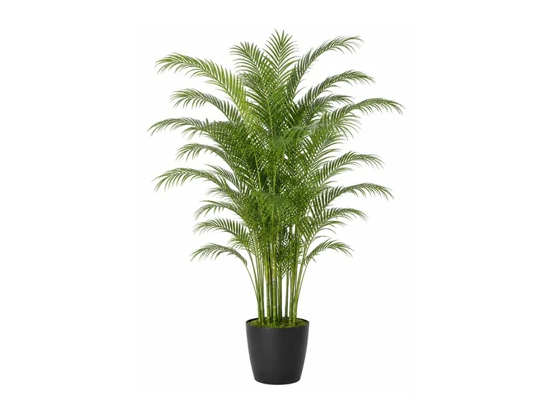 Areca Palm
