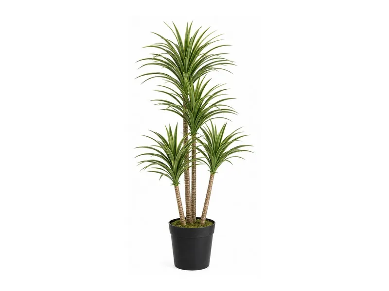 Dracaena