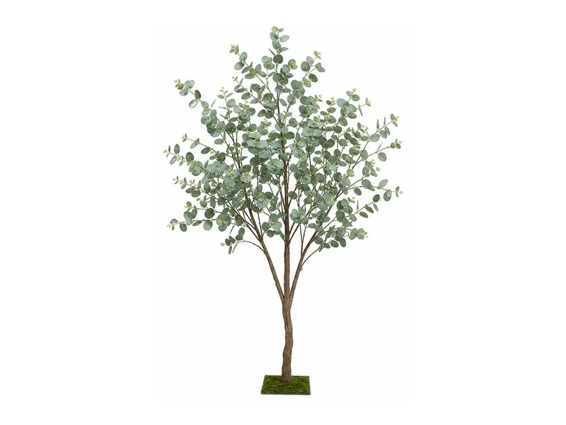 Eucalyptus