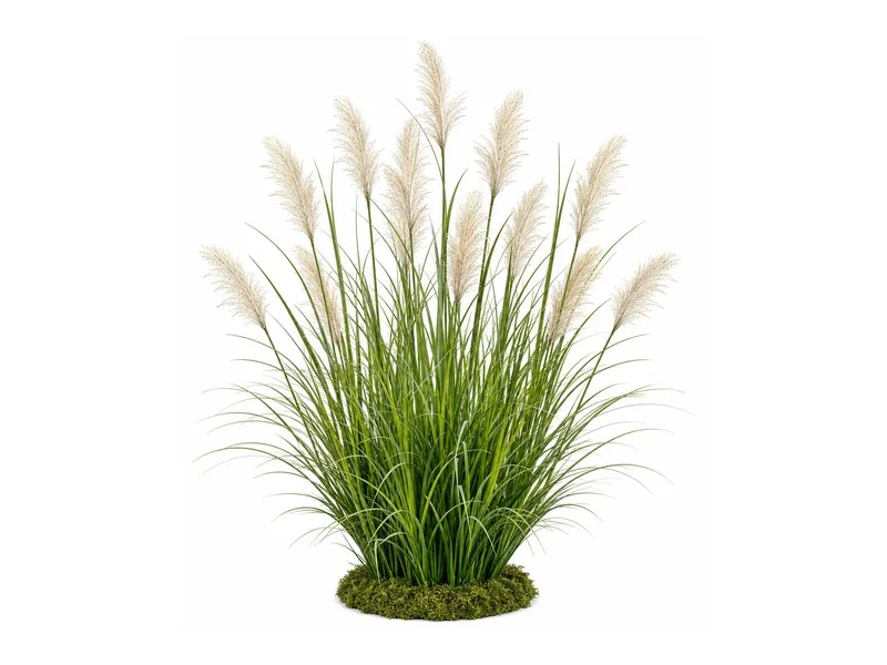 Reed Grass
